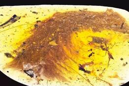 �������д��ڿ�����ʯ�������״η���