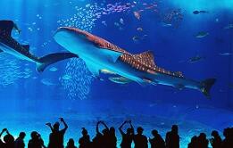 �����������罫ӭ�������й���ɶ�