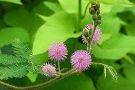 �ҹ�������Ա�ҵ����������̬�仯�ġ����Ƽ���