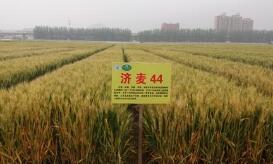 ǿ��С����Ʒ�֡�����44���״δ�����ƹ�