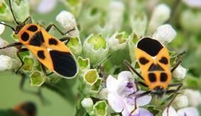 ��򺣹��״νػ���Ŀ�຦��