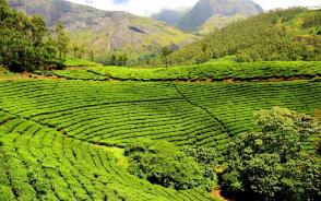 ��ɽ��Ҷ���ڡ�ʮ��������