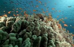 �й��ȿ�Ժ�����ȴ�������ѧ����������