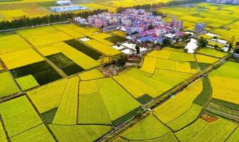 ũ��Ʋơ�2019��49��ũҵũ�岿�칫������2019��Ƚ���֧ũ�����Ե�������������й����˵�֪ͨ