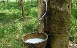 ���ڻ���������Ϊ��