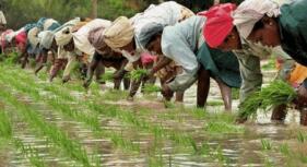 ӡ�ȴ��ס��󶹵�ũ��Ʒ���������ڴ���µ�