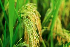 ����ͳ�ƾֹ���2019���絾�������ݵĹ���:ȫ���絾�������4450ǧ����