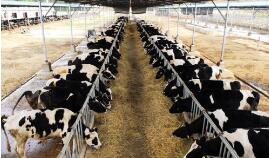 ������ʡȫ���ƽ���ҵ���ˣ�������ͷ�߲���ţ̽����ũ��ӹ���