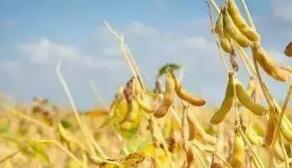 10��14��С����������ũ��Ʒ�ڻ���Ͷ����������������ѩ���������֮��ӭ������������