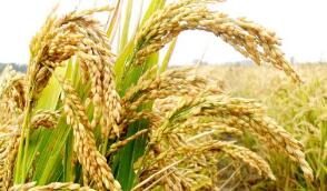 ǰ����������A�ɹ�˾ӯ������ 