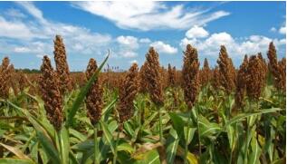 �½���������2019������г������չ�