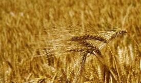 �������׺ʹ��ڻ�������0.9%�����������̺������޳��ڶԴ��г�����˫��ѹ��