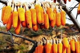 ���ƻ������� �������ڿƼ��Ե㡰���ɳ�䡱