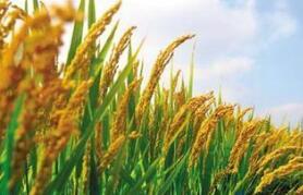 ֥�Ӹ��ڻ�������(CBOT)���ס�С��ʹ��ڼ�5���ǵ���һ