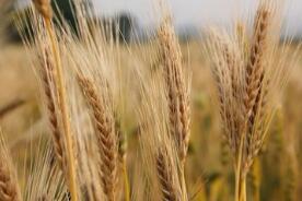 ֥�Ӹ��ڻ����������ס�С��ʹ��ڼ�16��ȫ���µ�