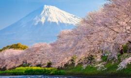 �ձ������¹ڷ���ȷ�ﲡ������882��