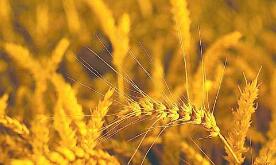 ֥�Ӹ��ڻ����������ס�С��ʹ��ڼ�21���ǵ���һ