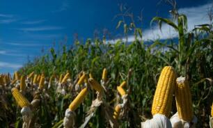 ֥�Ӹ��ڻ����������ס�С��ʹ��ڼ�29���ǵ���һ