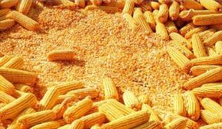 ֥�Ӹ��ڻ����������ס�С��ʹ��ڼ�19���ǵ���һ