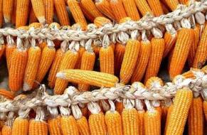 �����ڶ����������ջ�93.6%