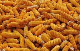 ���ʹ���Э���µ�2020��21���ȫ�����ײ���Ԥ��