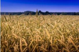 IMF�� �������ּӿ쿹�� ȫ������δ���������9������Ԫ