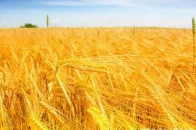 ֥�Ӹ��ڻ����������ס�С��ʹ��ڼ�30��ȫ���µ�