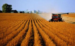 ���Ϲ���ʳ��ũҵ��֯��2020��ȫ��ʳƷ�۸������¸�