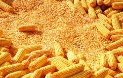 �й�ũҵũ�岿�칫������ӡ����2021��ũҵת���������ܹ�����������֪ͨ