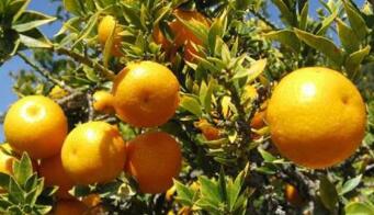 2020���ϷǸ��ٳ��ڴ���ʷ�¸�