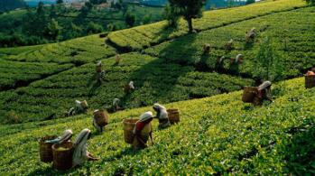 2021��1��˹��������Ҷ�߲��߼�