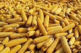 �����������������׵�15��Ʒ�ֻ���������й������֪ͨ ����������2021��142��