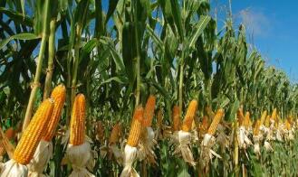 ֥�Ӹ��ڻ����������ס�С��ʹ��ڼ�20���ǵ���һ