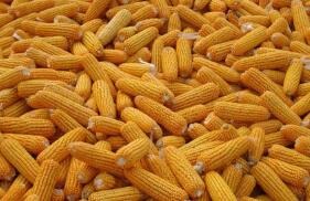 ���壬CBOT�����ڻ���2.02%  CBOTС���ڻ���0.04%