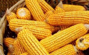 ����ŦԼβ�̣�CBOT�����ڻ���1.01%  CBOTС���ڻ���0.78%