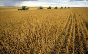 �ܶ�֥�Ӹ�С���ڻ��ǳ�2%  CBOT�����ڻ���1.56%