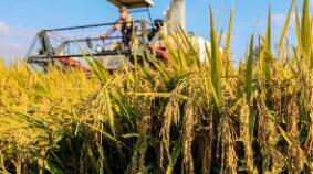 ���Ϲ����鳤����ͨ���ı���Ϊ�ٽ���ʳ��ȫ