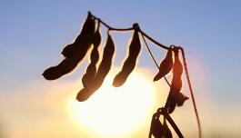 ���Ϲ���ȫ����ʳ���ڷ��ý���2021�괴��ʷ�¸�