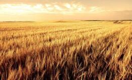 ֥�Ӹ��ڻ����������ס�С��ʹ��ڼ�22��ȫ������