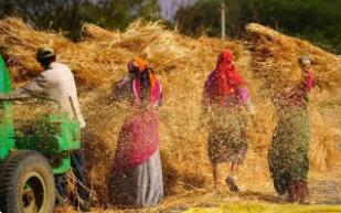 ӡ�Ƚ�ֹС����� ȫ��ũҵ�ֹ��ѺۼӾ�