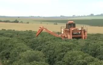 ��������󶹺�ˮ�������ֱ��½�10.1%��9.9%