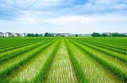 ɽɷϰ꾻Ԥ284%-304%