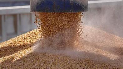 ����ʳ����ͣ�� �����Ӵ�Ӧ�����г�