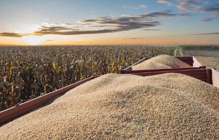 ����͢�󶹲�����ɶȴﵽ78.2%